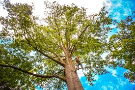 Leaf Removal in Zion, PA