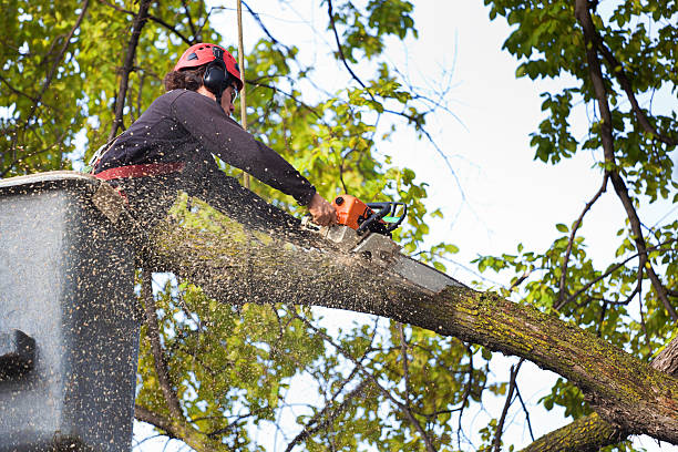 How Our Tree Care Process Works  in  Zion, PA